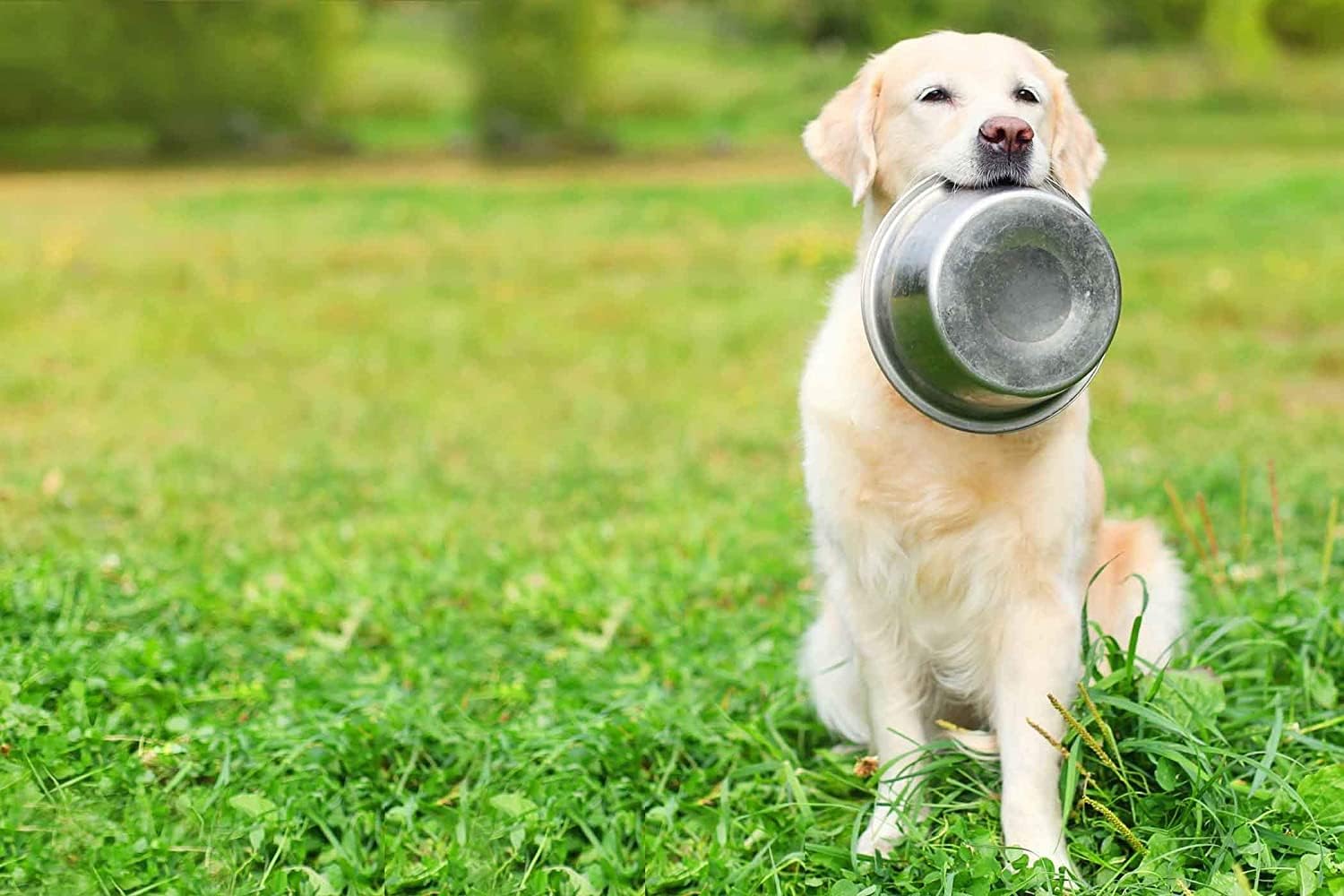 3-Pack Stainless Steel Dog Bowls 8 Cups (1.9L), Durable Metal Pet Food & Water Dish for Medium to Large Dogs – Rust-Resistant