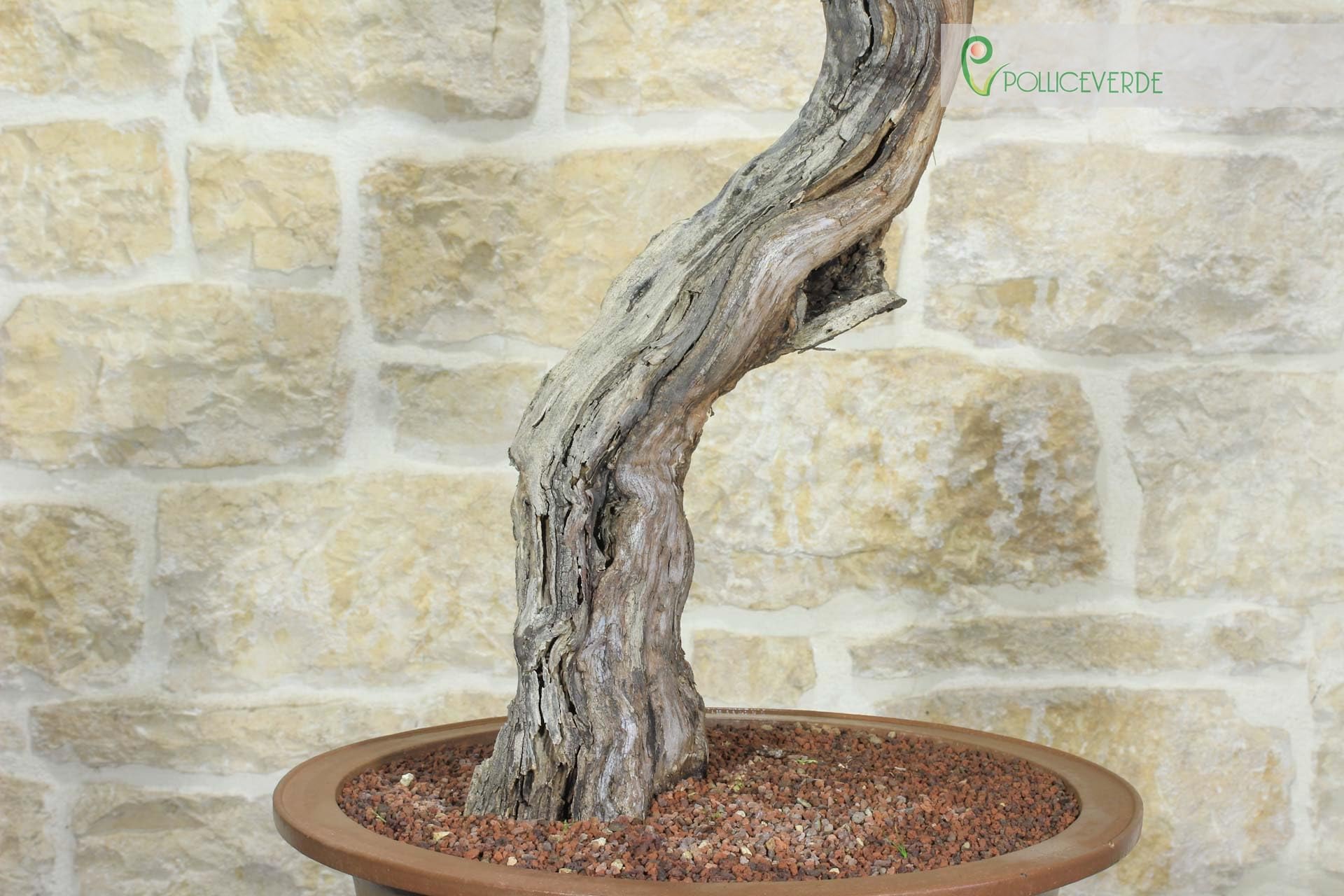 Bonsai di Vite (60)