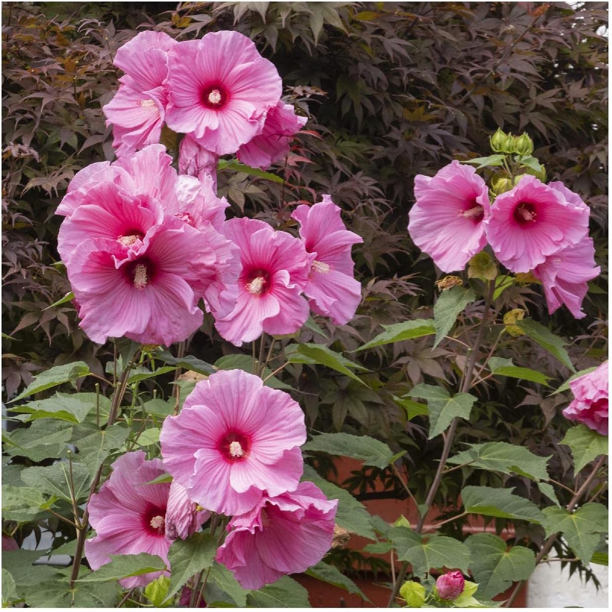 Everwilde Farms - 1/4 Lb Swamp Mallow Native Wildflower Seeds - Gold Vault