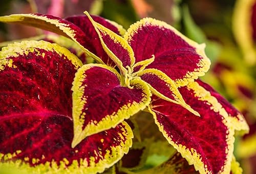 Miniatura 2 de Seeds Coleus Mix - Orgánico