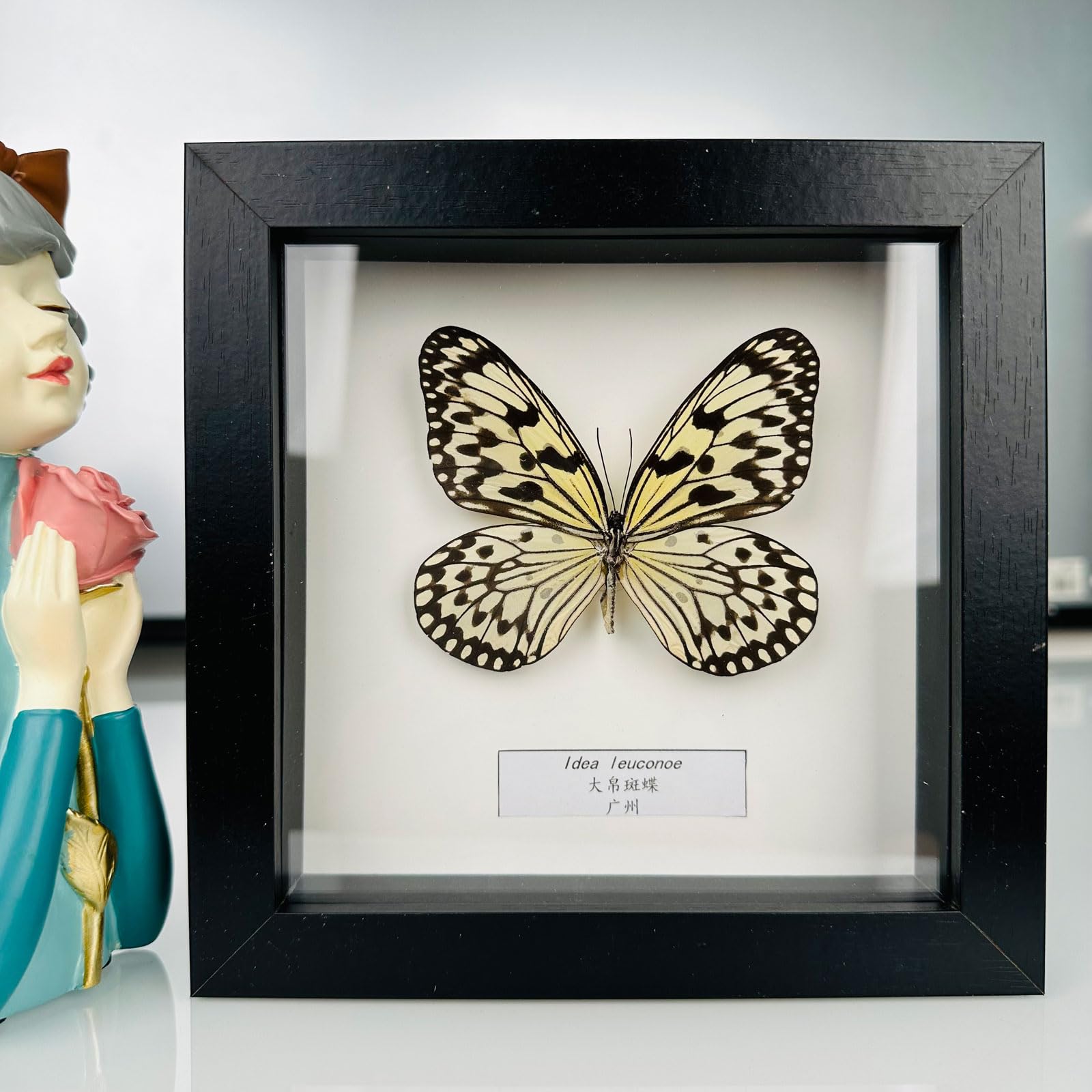 Taxidermy Mounted In Frame,Exquisite Butterflies Insect Specimen,Collection Of Butterfly,Unique Home Decor Wall Decoration Gift For Christmas Valentine Birthday,Real Butterfly Specimens17.6*17.6cm
