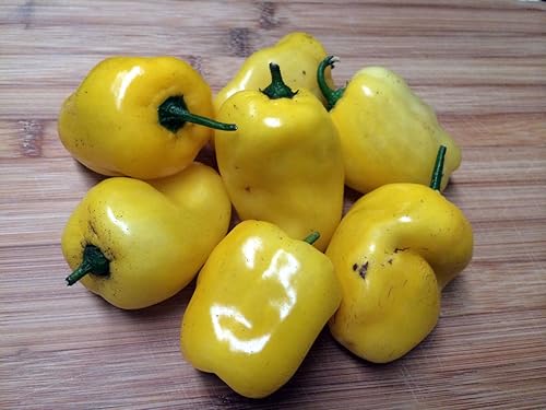 Miniatura 5 de Rocoto Chili Seeds,Mazano Amarillo, Chile de Manzana (20 Semillas) Puede vivir más de 15 años