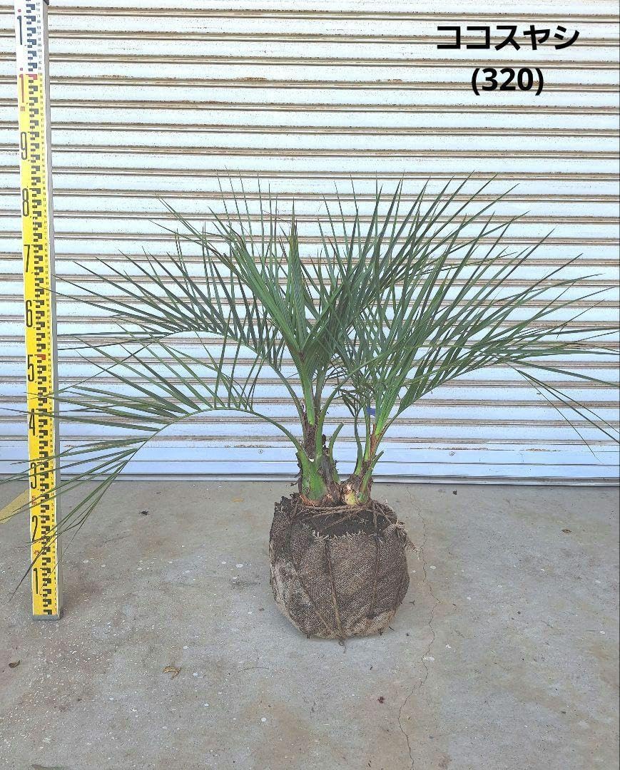 ココスヤシ 320 ※スーパーシルバーリーフ ココスヤシ (236) ※スーパー