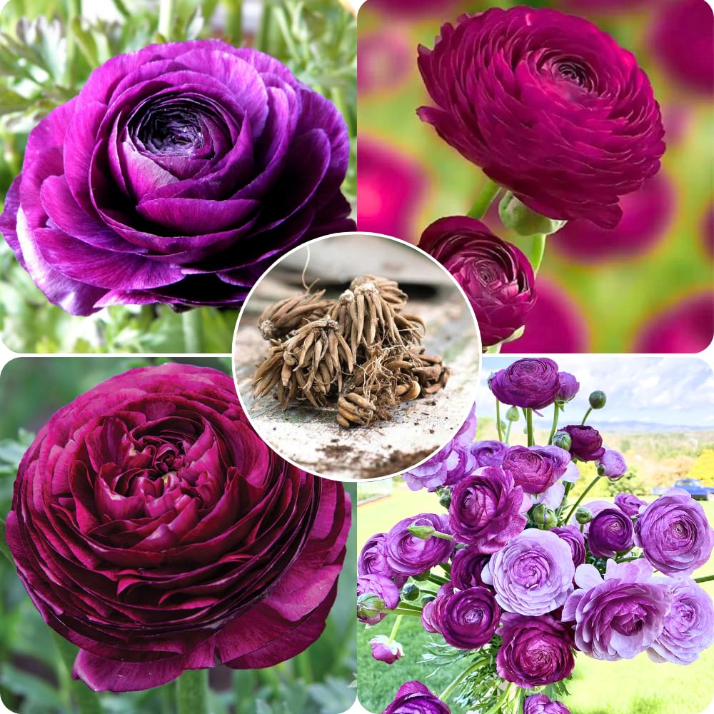 Sortment Ranunculus Purple Ranunculus Bulbs