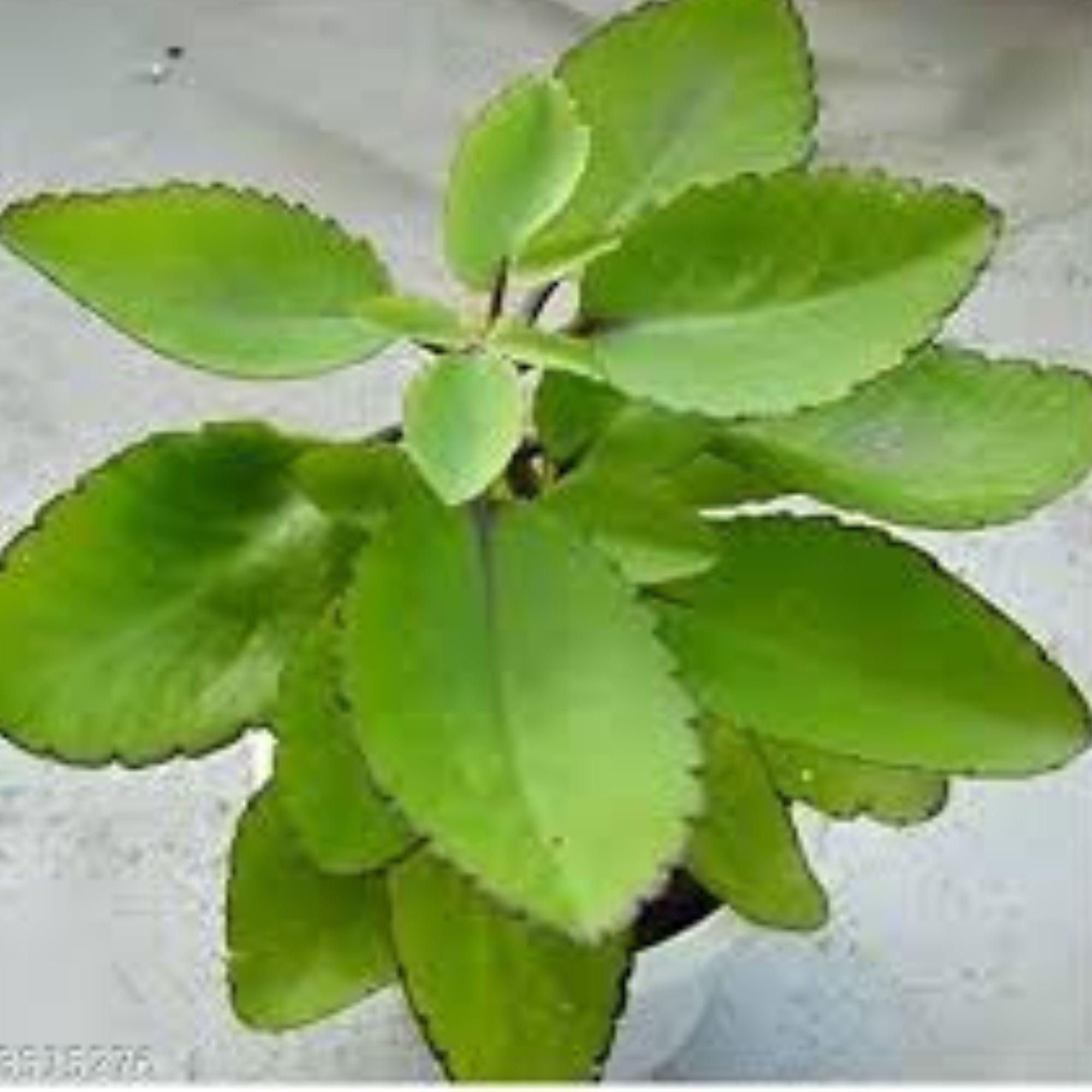 Patharchatta Plant - Live Bryophyllum | Air Purifying Indoor Plant | Low Maintenance | Succulent with Medicinal Benefits (B0CBRMMC7Q) Amazon Price History, Amazon Price Tracker
