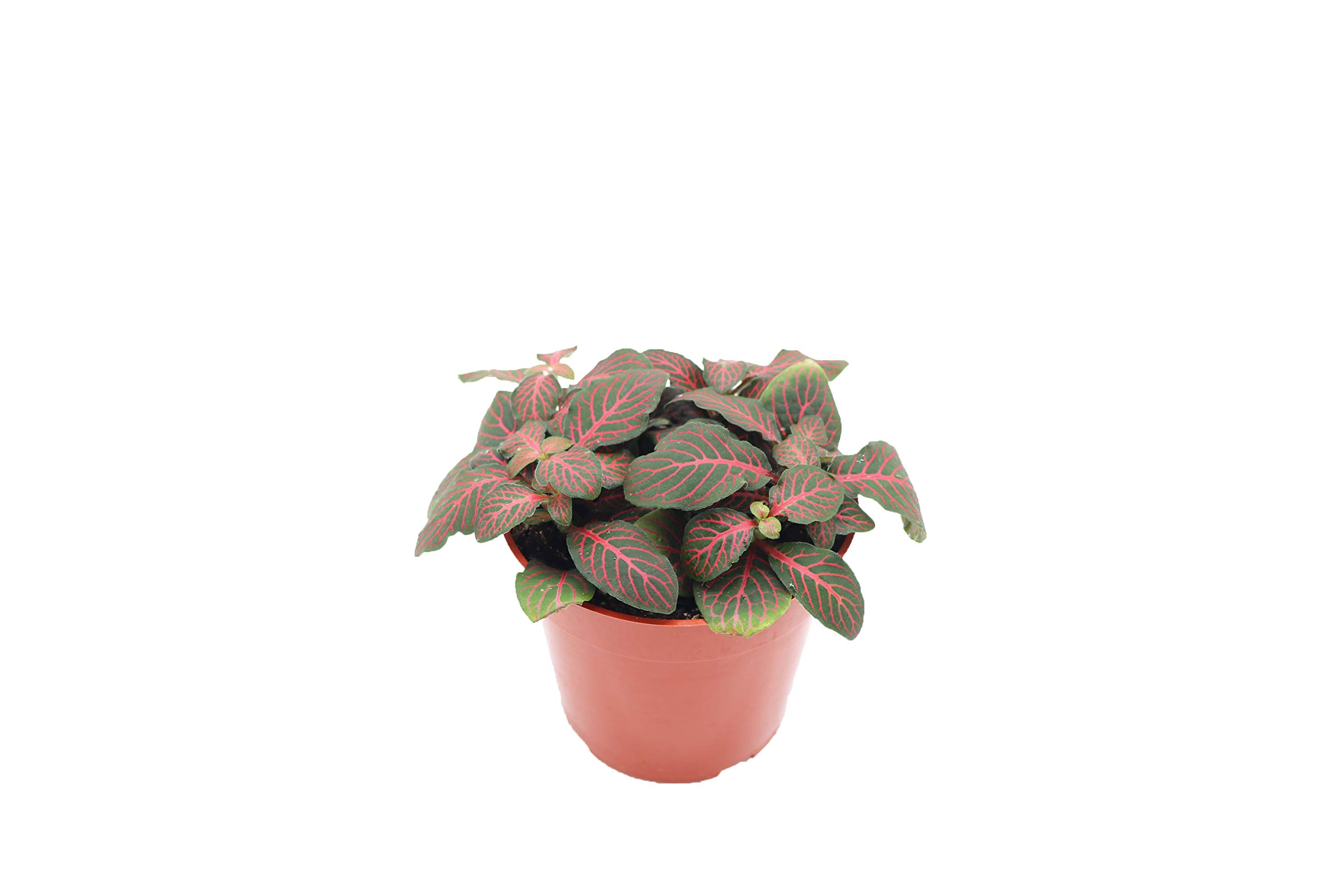Red Fittonia California Tropicals