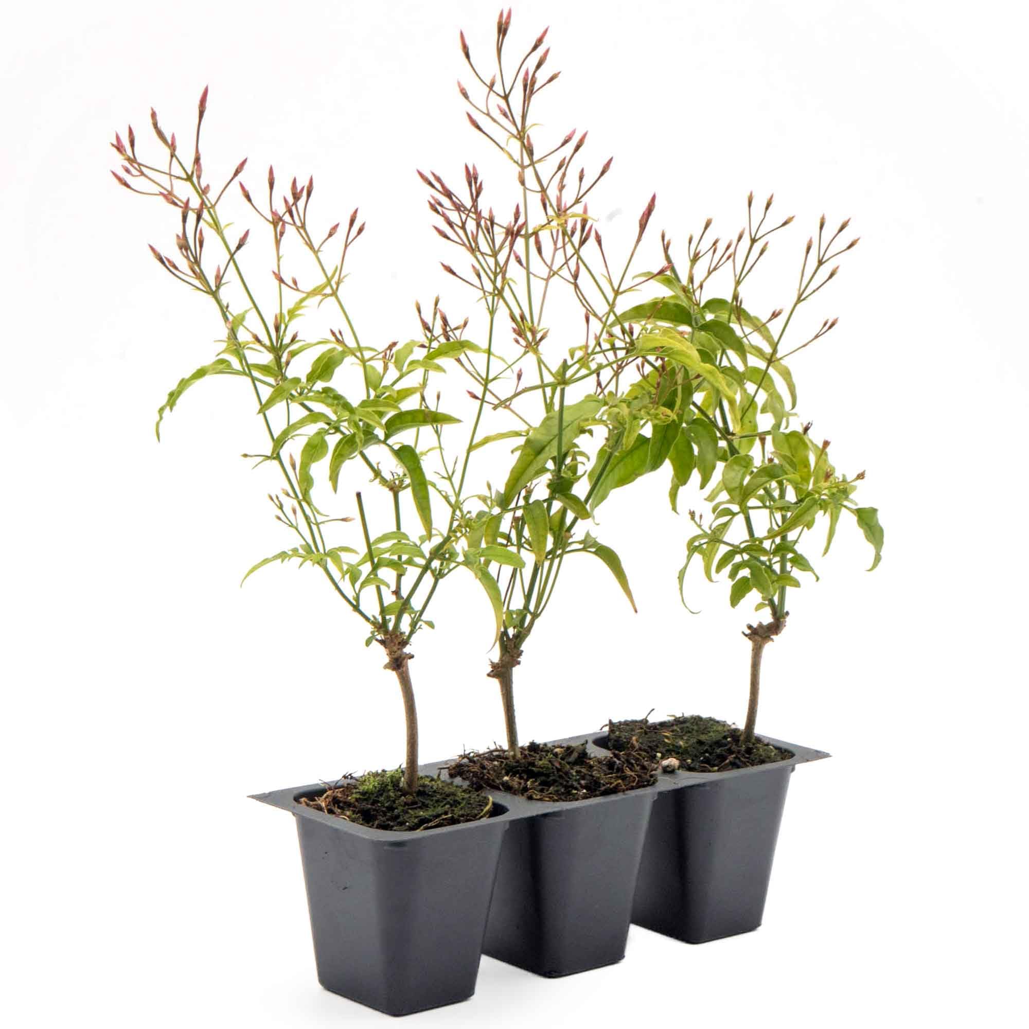 3 Pink Jasmine Vine