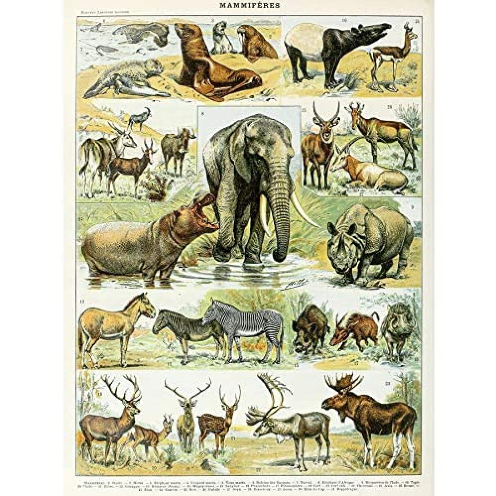 Artery8 Millot Encyclopedia Page Molluscs Shells Art Print Framed Poster Wall Decor 12x16 inch — view 12