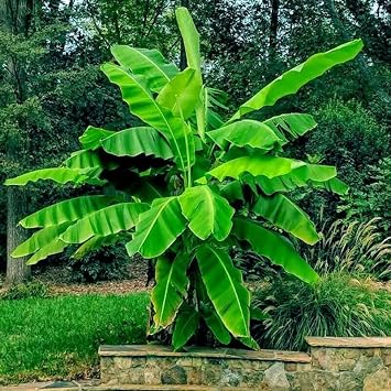 Musa Dwarf Cavendish Banana Tree - 6-10" Tall - Perfect Indoor/Outdoor Plant