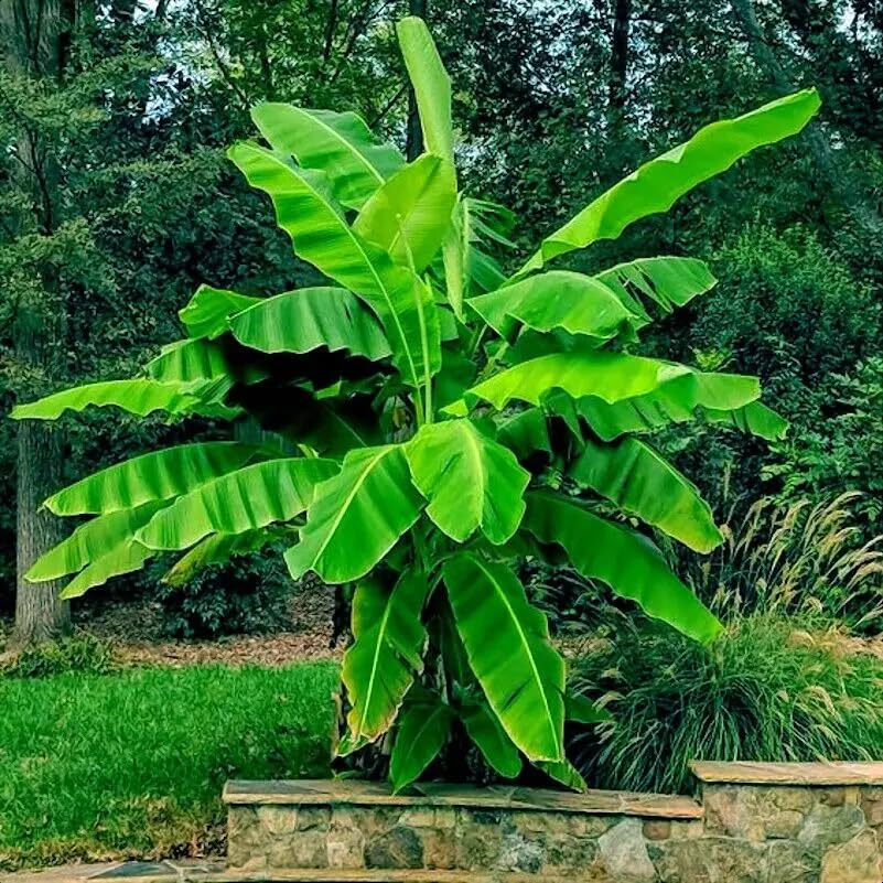 Amazon.com : 2 Plans Musa Dwarf Cavendish Banana Tree - 6-10