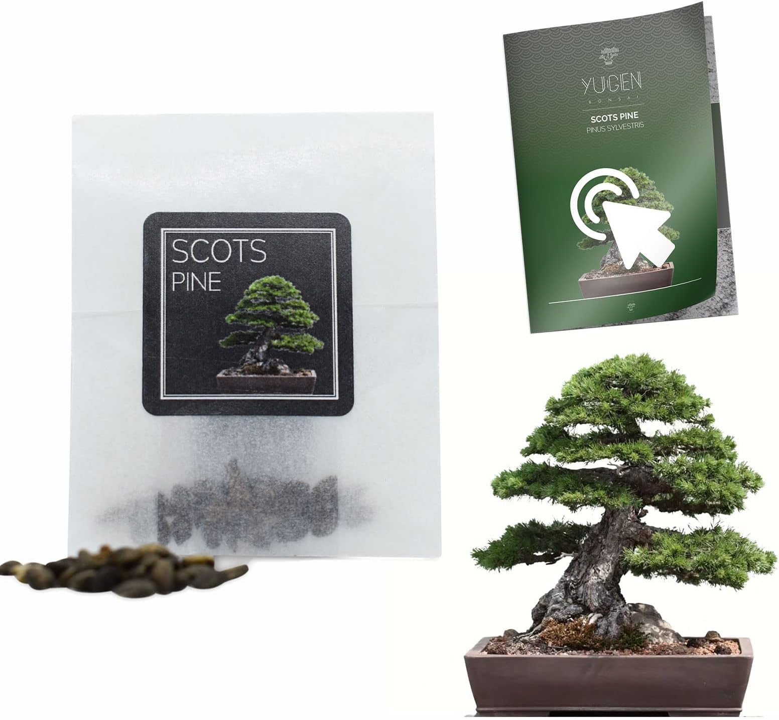 30 Scots Pine Bonsai Seeds | Pinus Sylvestris | Growing Guide | Grow Your Own Bonsai Tree | Bonsai Beginners and Enthusiasts