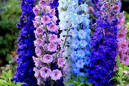 Miniatura 6 de Larkspur - Mezcla de flores imperiales gigantes Delphinium Consolida, más de 100 semillas para plantar sin OMG