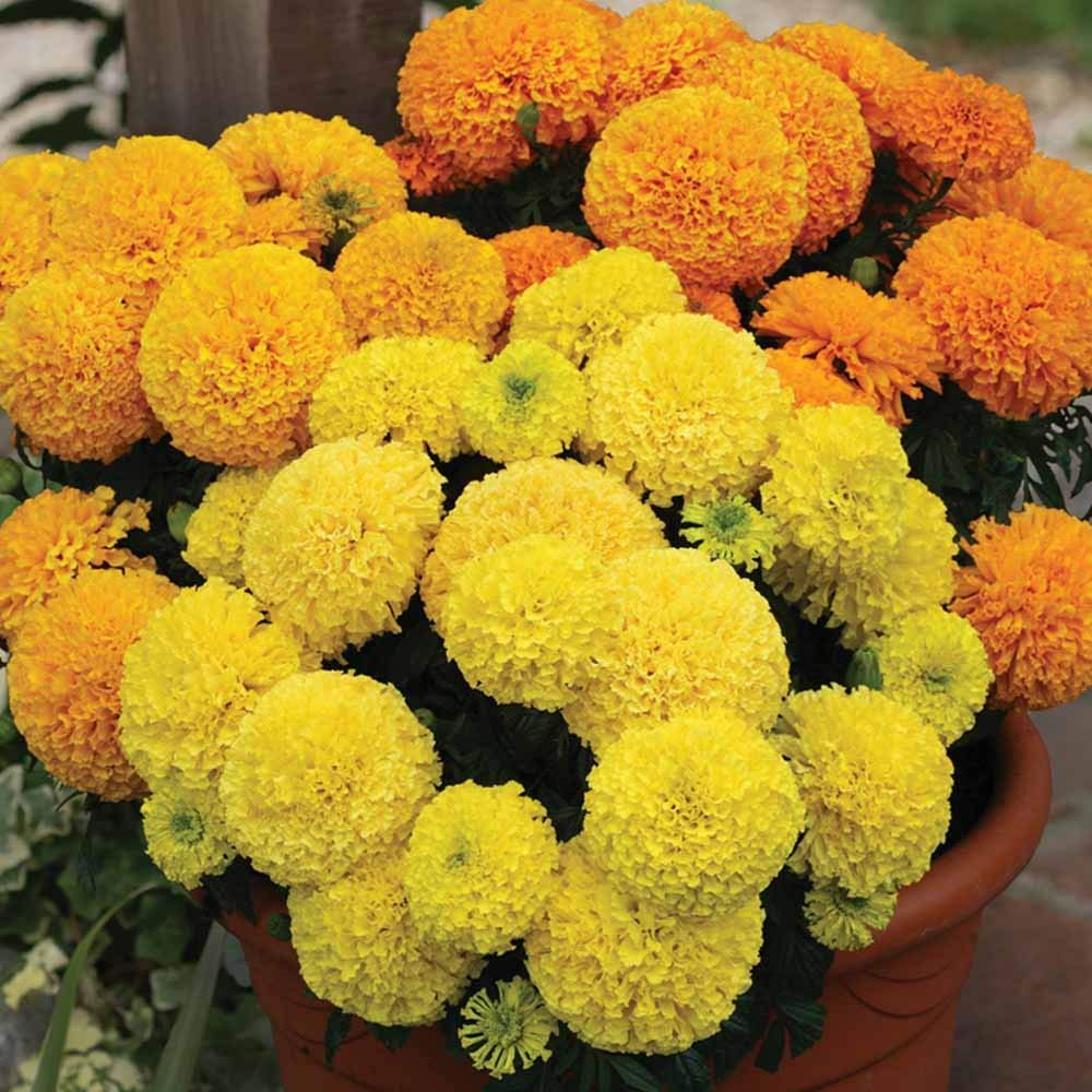 OhhSome Marigold Seeds Mixed Color Double Flower 50 Seeds Pack - Eco (B07Y885RKX) Amazon Price History, Amazon Price Tracker
