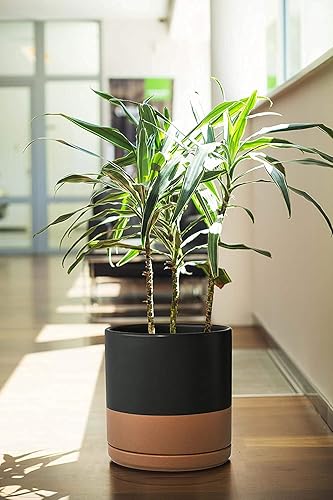 Miniatura 2 de D'vine Dev Maceta de cerámica de 8 y 10 pulgadas para plantas con orificio de drenaje y platillo, juego de macetas grandes, negrobronceado moteado,