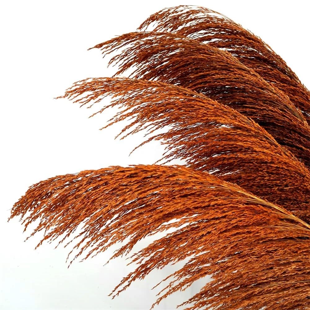 Bouquet de fleurs séchées décoratives Pampas Grass Tall, 80-120 cm Naturel Brown Pampas Floral Fleur séchée Vintage Grande plante sèche pour la décoration de la salle de séjour Bouquet Pampas Grass