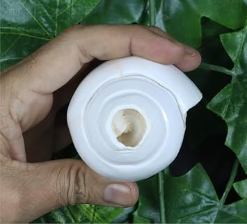 ASHIRWAD Genuine Blowing Shankh Vamavarti Dattatreya - Conch Shell - Puja Ritual - Plain Shankh - Shankhnaad (Shankh-4.0-4.5IN)