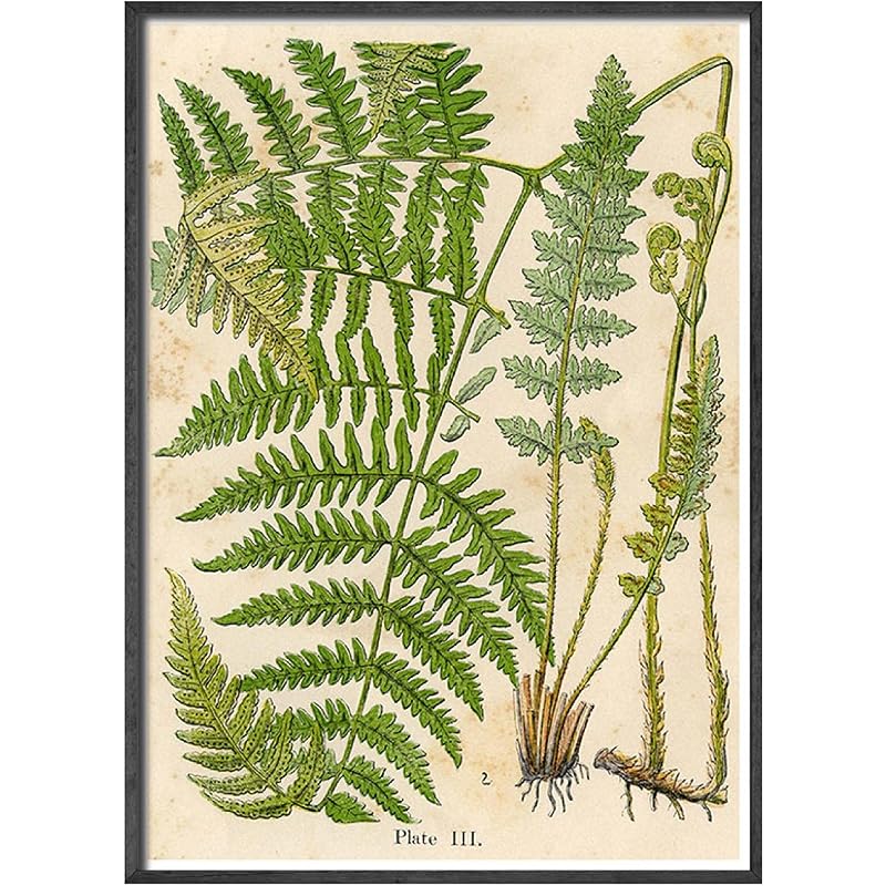 ホーム キッチン 省スペース 洗える おしゃれ ヴィンテージシダ植物プリント植物プリント絵画ポスターフランス植物イラストウォールアートプリント写真部屋40x60cm 2ピースフレームレス Zwz1zdug Www Flowtobacco Com