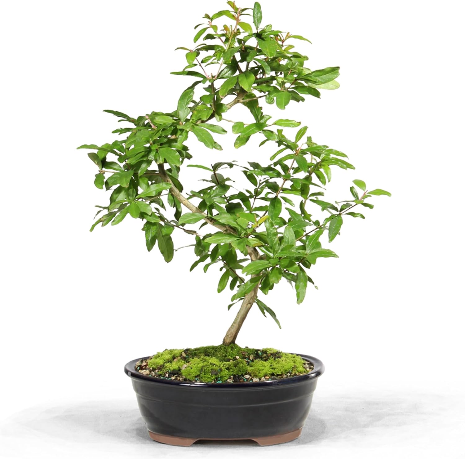 Brussel's Bonsai Live Dwarf Pomegranate Bonsai Tree - Large, 6 Year, 12 to 16 Inches Tall - Outdoor Live Bonsai Tree with Bonsai Pot and Bonsai Tray