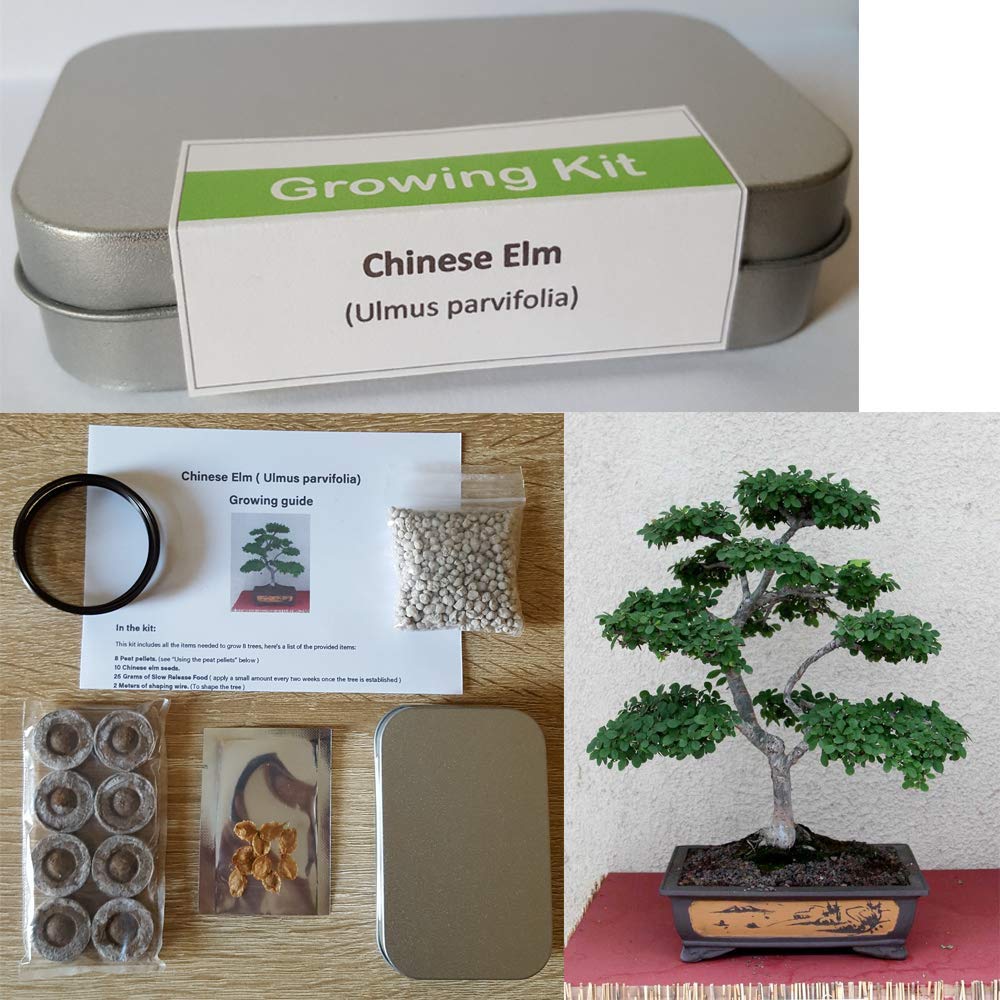 Chinese Elm Growing Kit for Bonsai Tree Sets & Equipment