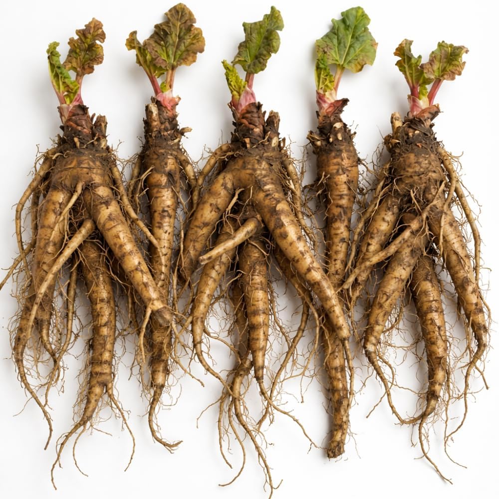 5-Pack Rhubarb Roots Plants for Planting, 2-4 Inch Tall Fast- Growing Perennial, Non GMO with Giant Red Stalk, Resilient Vegetable Plants for Home Landscapes