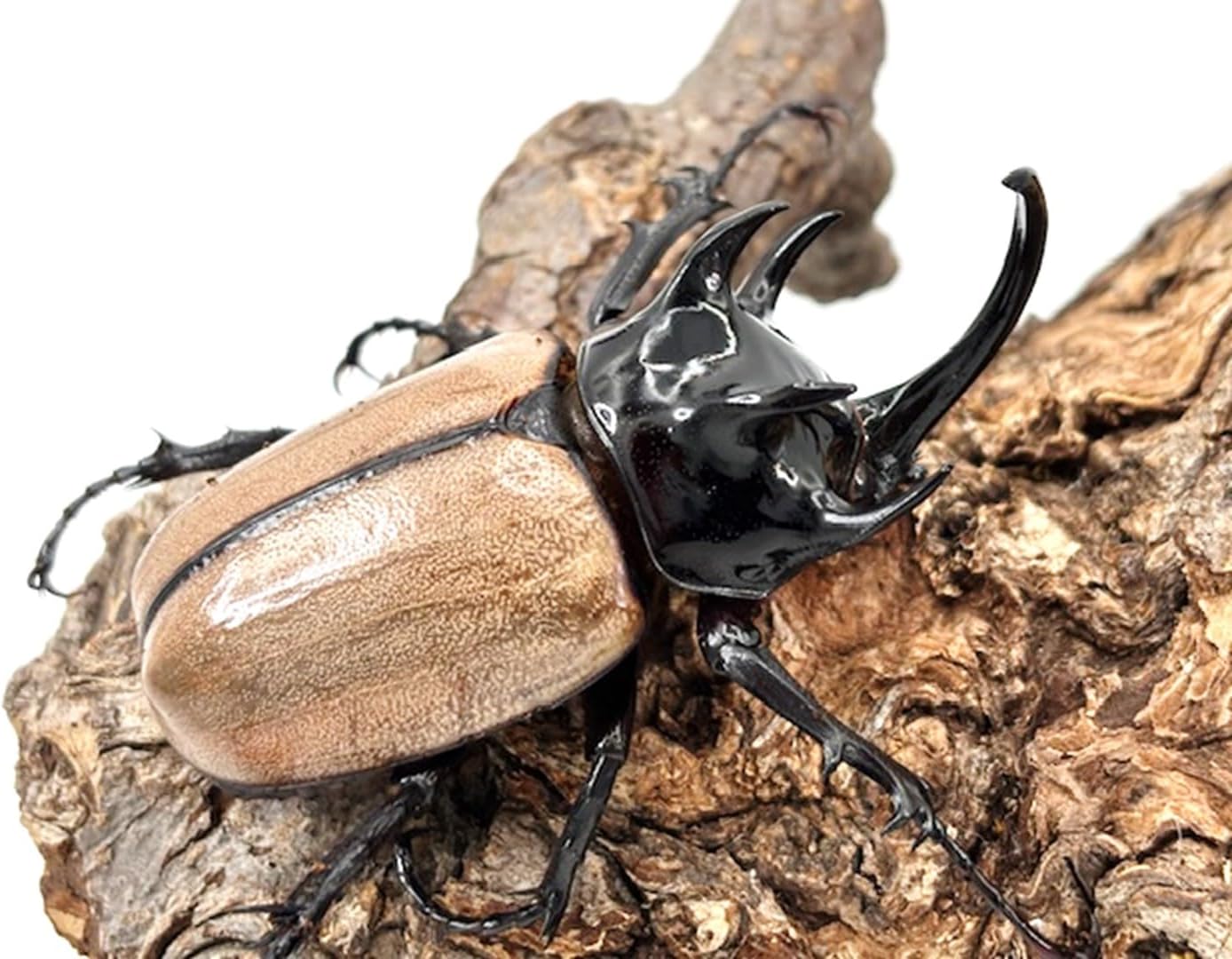 野外標本ニグリータツヤクワガタ ペア Odontolabis nigrita <0211z標本