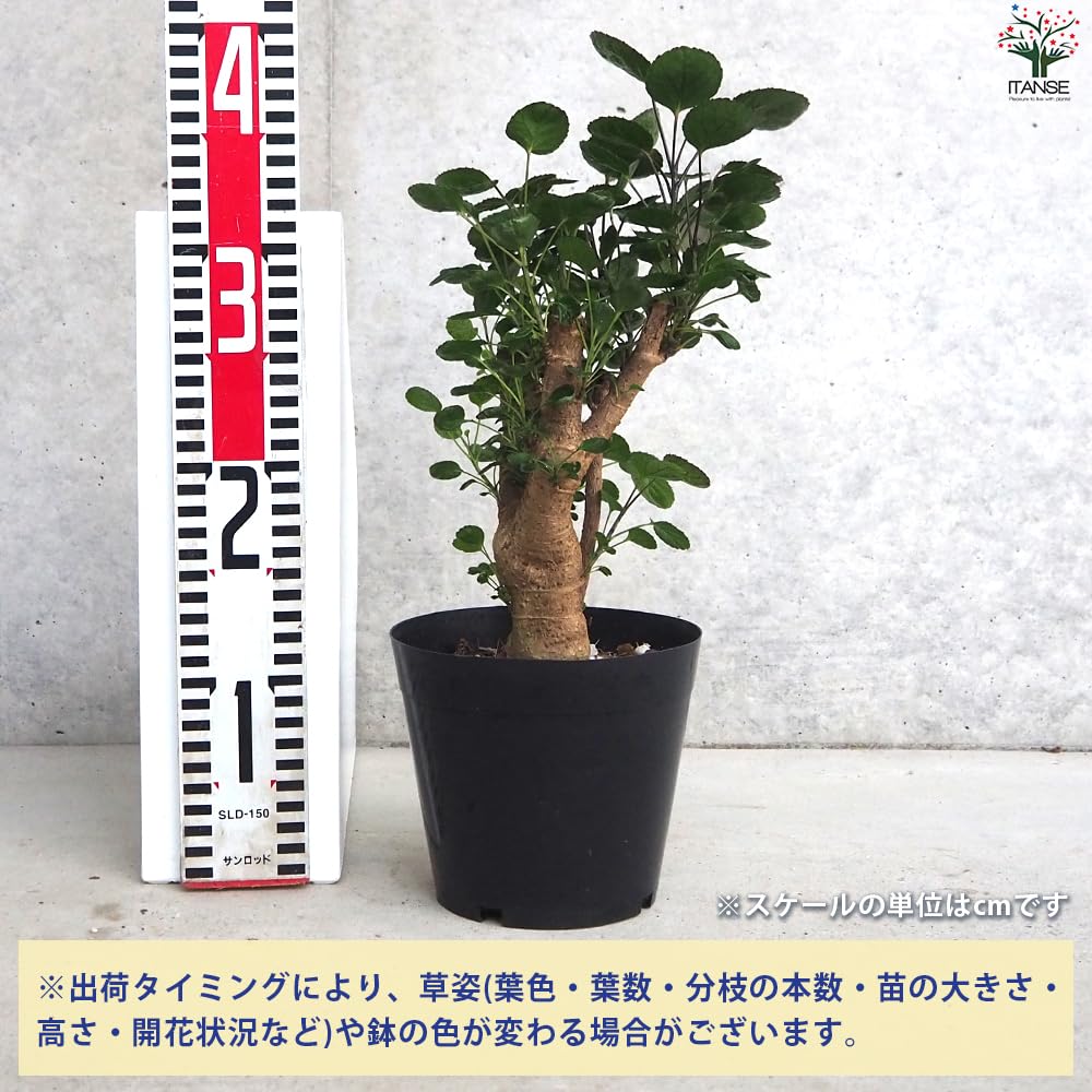 Amazon｜ITANSE ポリシャス ファビアン 5号 1個売り【品種で