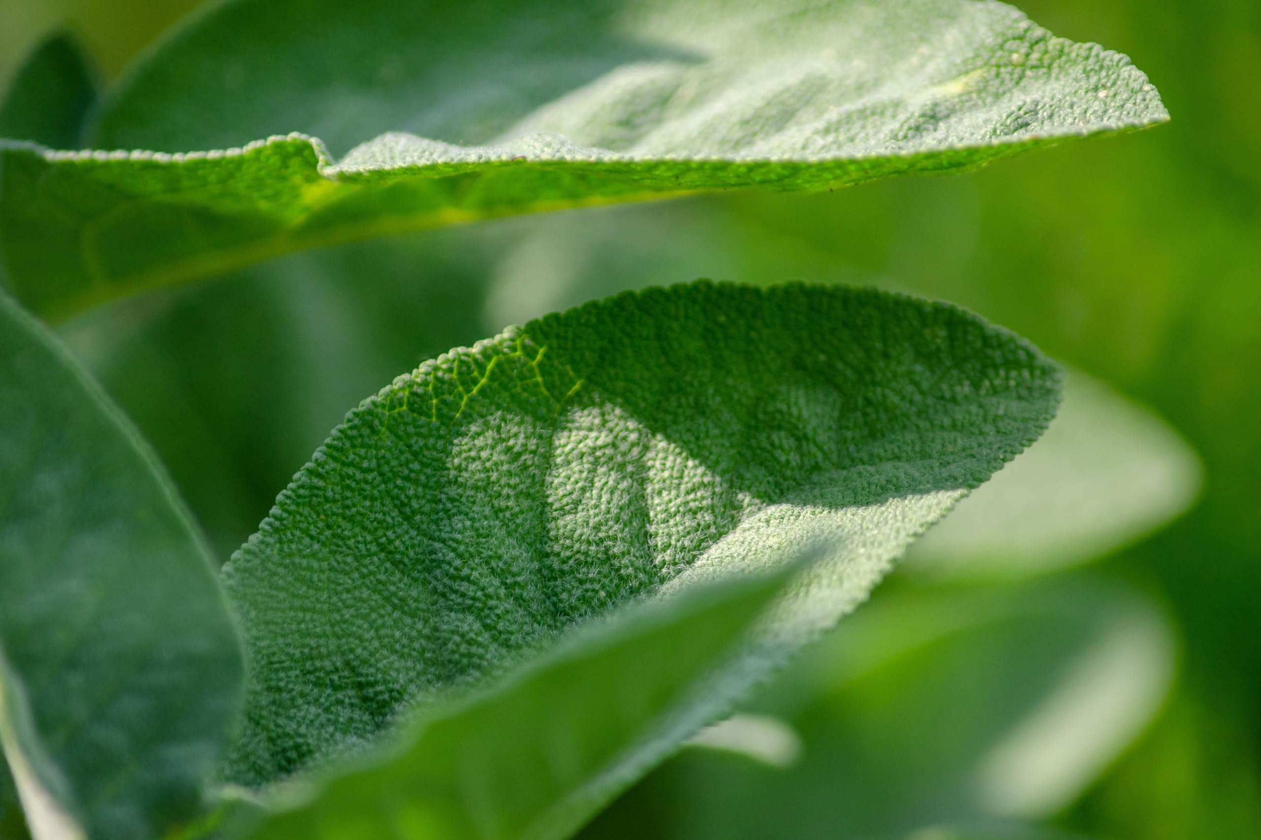 Echter Salbei (Salvia officinalis) Samen. Gewürz- & Heilpflanze (20000 Samen = 152,0g)