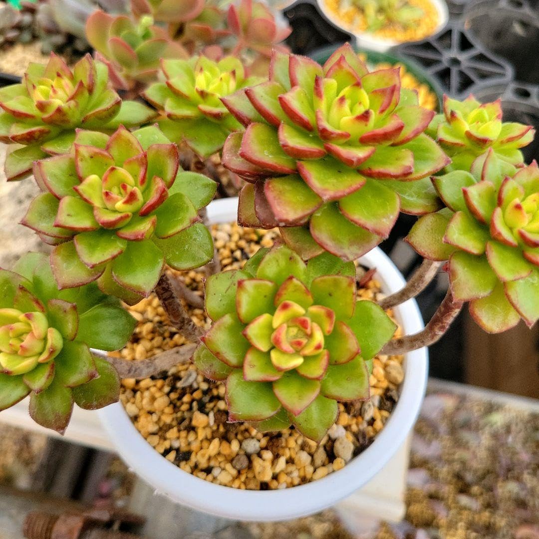 多肉植物マジックコリーン古株抜き苗