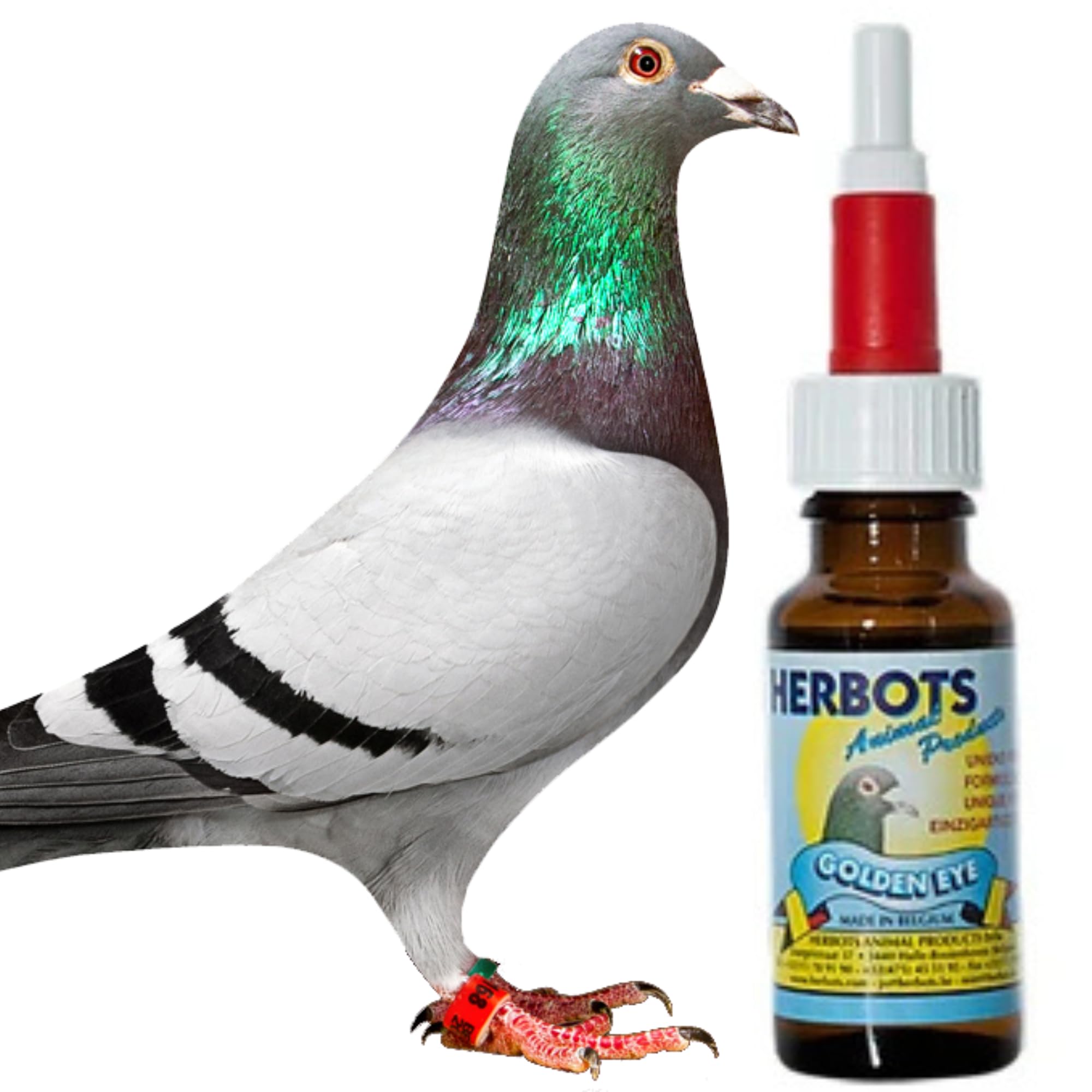 Golden Eye Drops are Eye Drops That Have Been Especially Developed for Pigeons Herbots