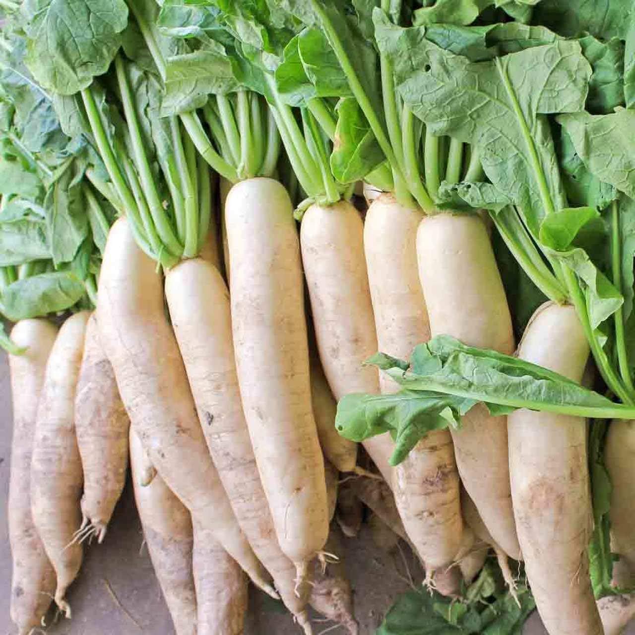 ~ Daikon Radish Seeds, Japanese Minowase (1 Lb) Non GMO Bulk