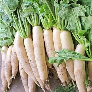 Dirt Goddess Super Seeds ~ Daikon Radish Seeds, Japanese Minowase (1 Lb) Non GMO Bulk