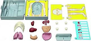 4M Human Torso Science Kit