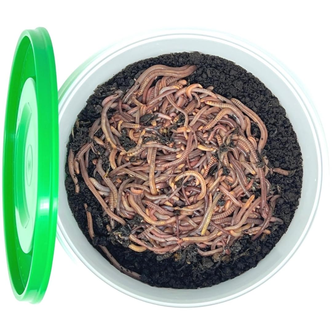 Kompostwurm-Mix 250g (ca.300 St.) - Riesen-Rotwurmmix mit lebenden Kompostwürmern I Kompostwürmer für eine schnelle & nachhaltige Kompostierung im Wurmkomposter Schnellkomposter und Thermokomposter