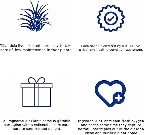 Miniatura 5 de ragnaroc Live Air Plants  Caja de regalo Tillandsia TOR paquete variado  10 unidades grandes, 4-10 pulgadas  Plantas vivas de interior y musgo
