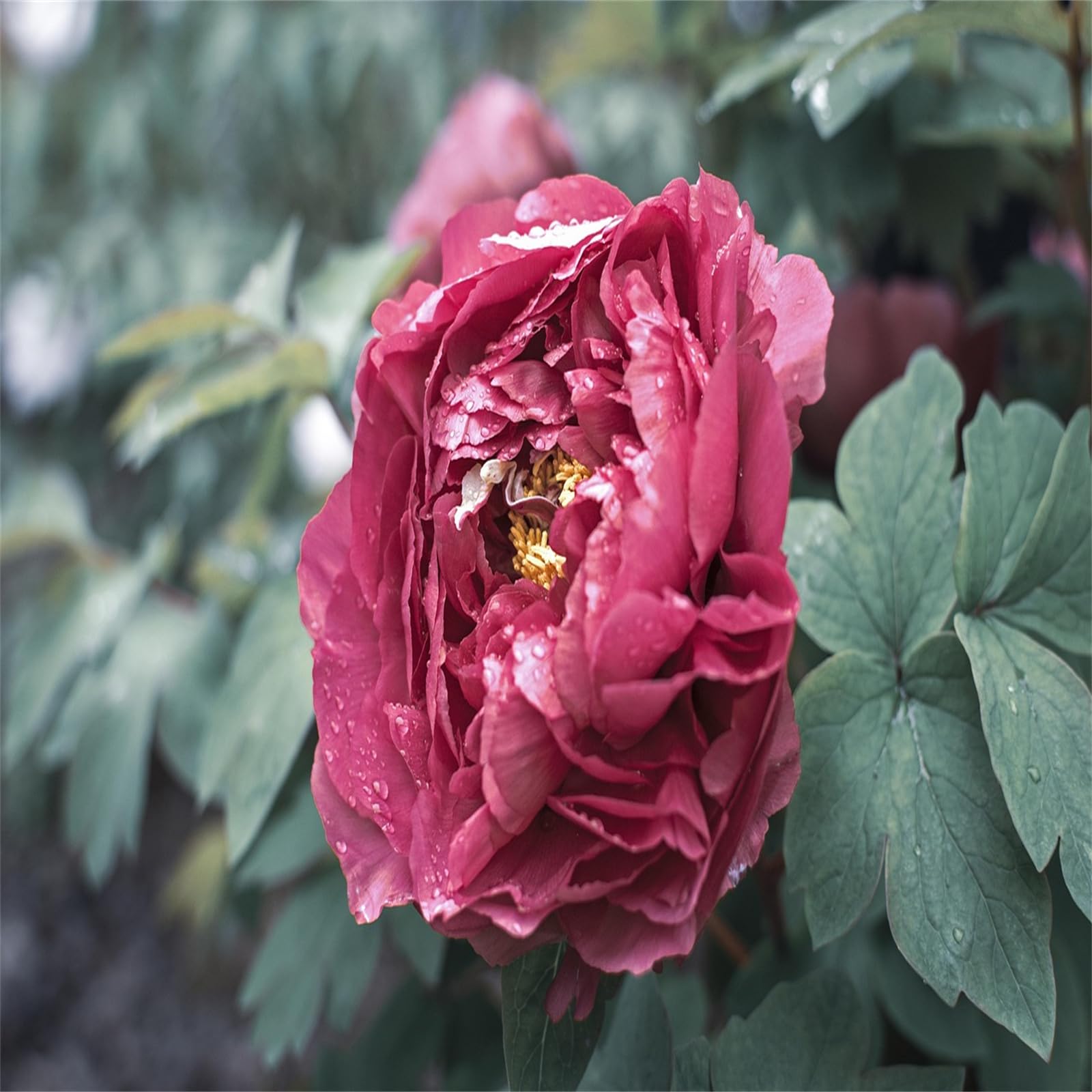 Excellent Display Indoor Perennial Balcony Garden Bulbs Can Be Potted Aromatic, Peony Bulbs, Plant Bulbs, Bulbs Mix, Peony Plant Flowering Rhizome, Peony Bulbs for Planting Now UK, 4bulbs-H