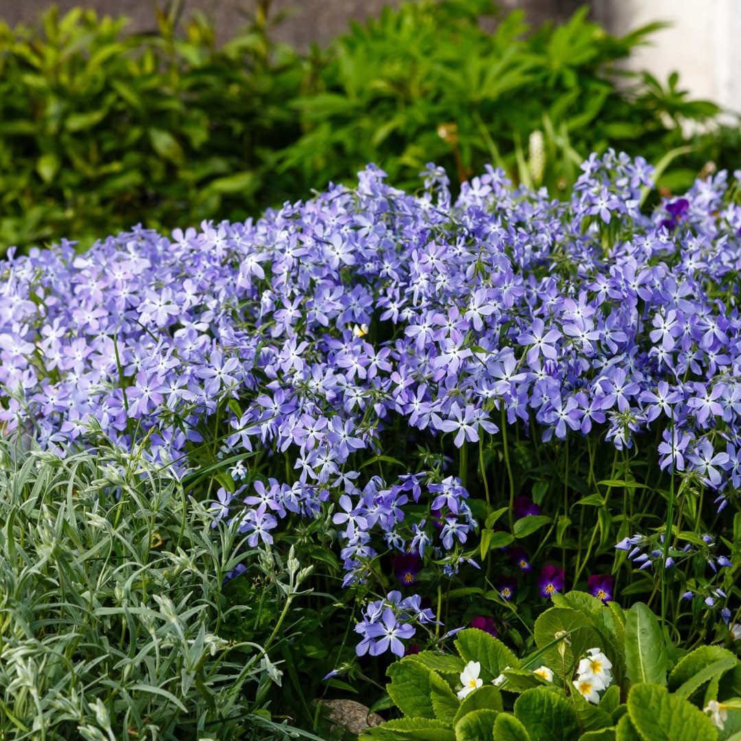 Phlox Subulata con Foglie Sempreverdi, Giardino Roccioso, Blu, Set da 48