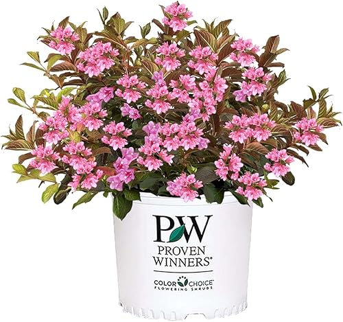 Arbusto de 2 galones Proven Winners Midnight Sun Weigela