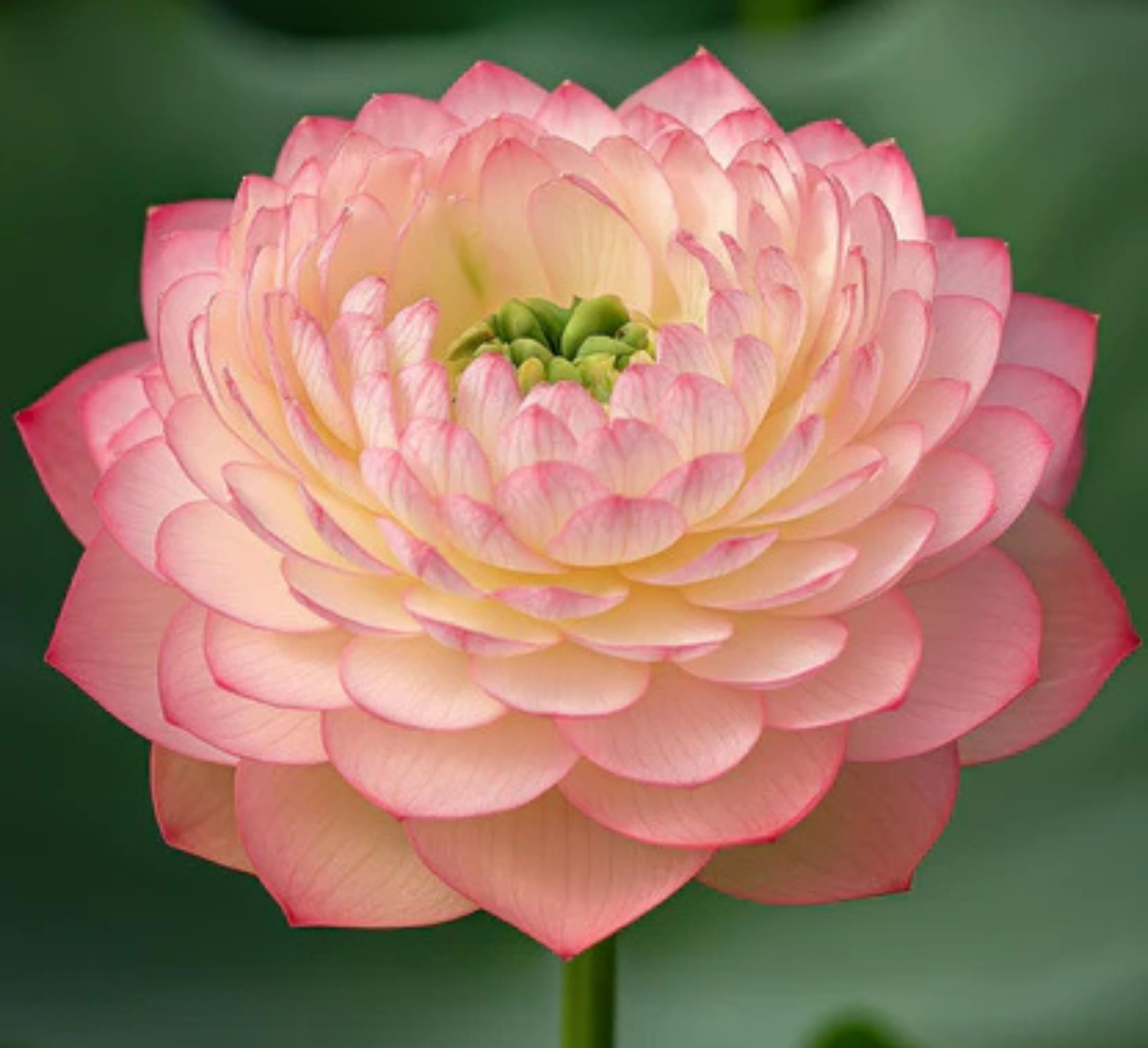 Red Lotus Plant - Blooms in 30 Days! -22
