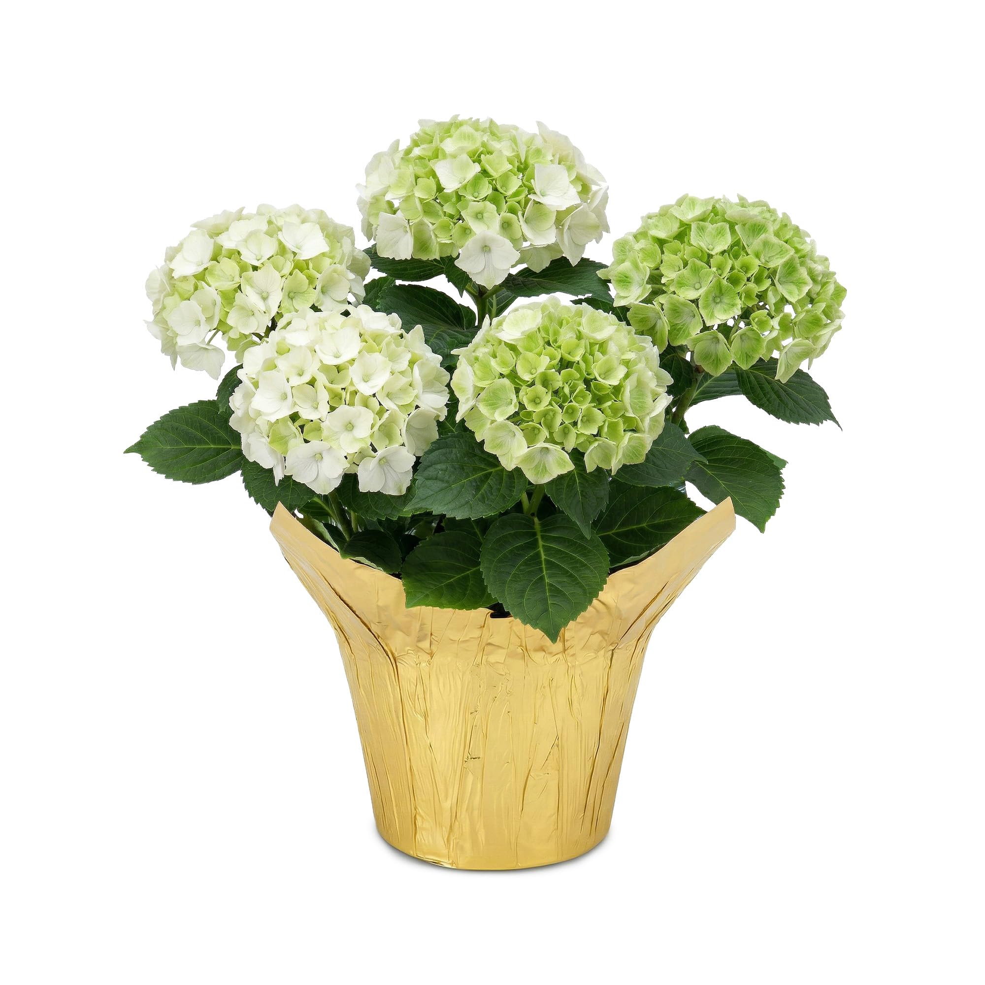 The Three Company Live White Hydrangea