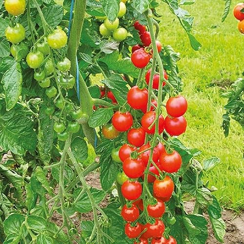 Sweetie Semillas de tomate – Paquete de 100 semillas – Sin OMG – Una variedad prolífica que produce una gran cantidad de tomates súper dulces y