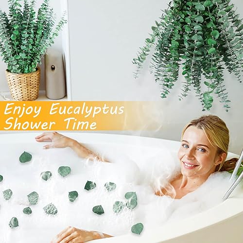 Miniatura 16 de 12 tallos de eucalipto secos para ducha, planta de ducha preservada de 17 pulgadas, hojas de eucalipto reales frescas para colgar en la ducha