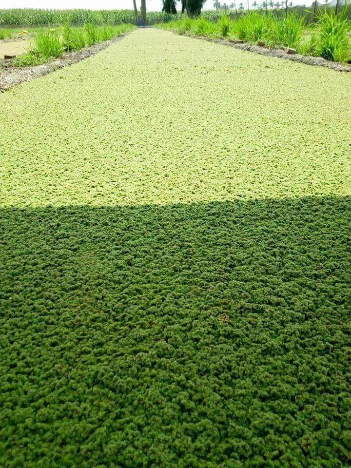 Floating Water Fern Seeds Natural Floating Aquarium Greenery for Aquascaping Fish Comfort and Pond Beautification Needs (1300 Healthy Plant Seeds In Packet)-image-13