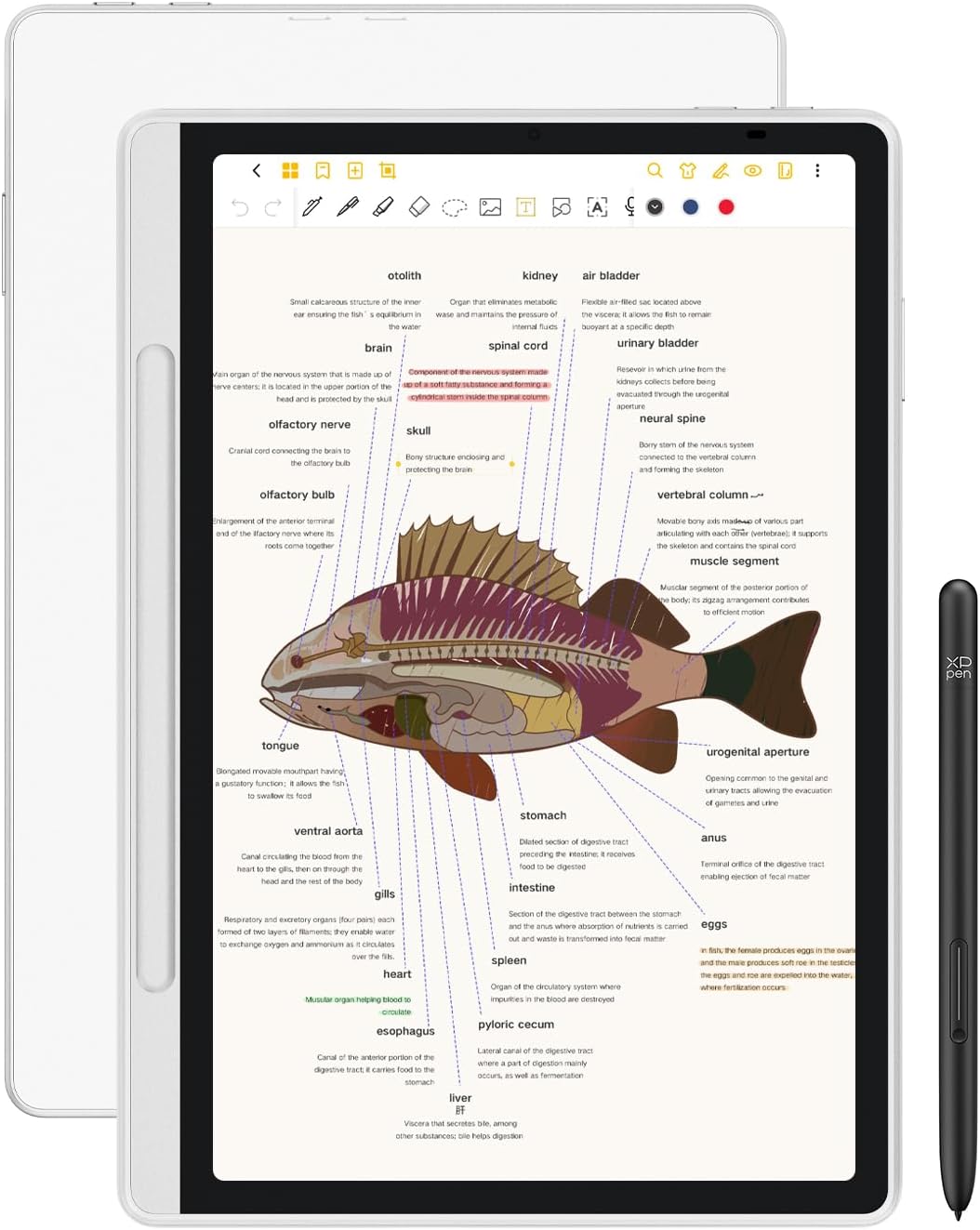 3 in 1 Color Digital Notebook 10.95'' Paper Note Taking Tablet with 16384 Pressure Levels Battey-Free X3 Pro Pencil 2 Magnetic Folio 6+128GB Magic Note Pad for Writing/Reading/Meeting/Study