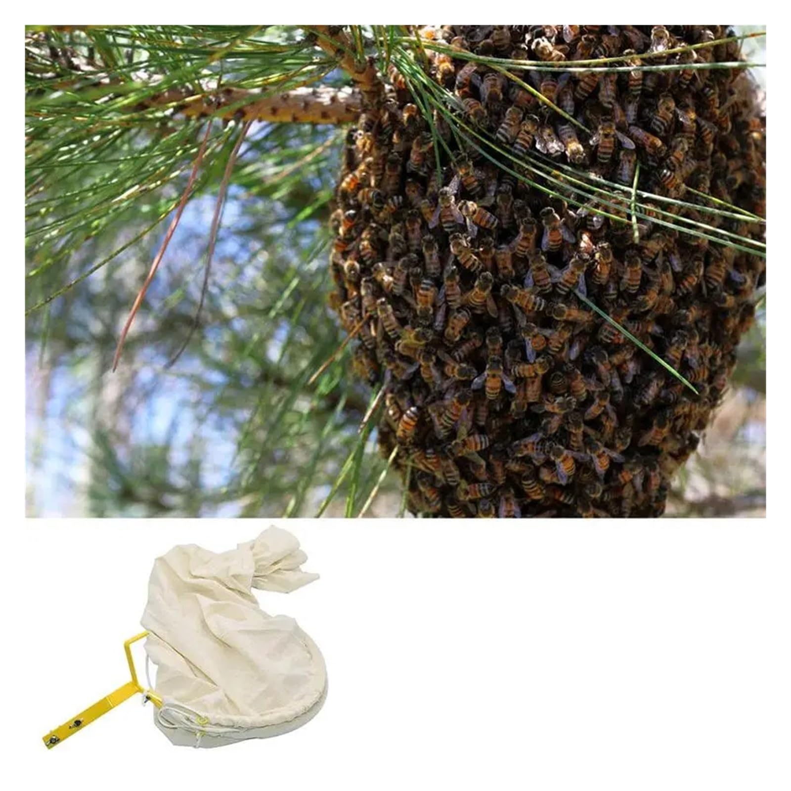 Filet de capture d'abeilles, ca anti-mouches réutilisable avec base verrouillable, équipement d'apiculture, sac d'apiculture, outil de contrôle des parasites Apiculture