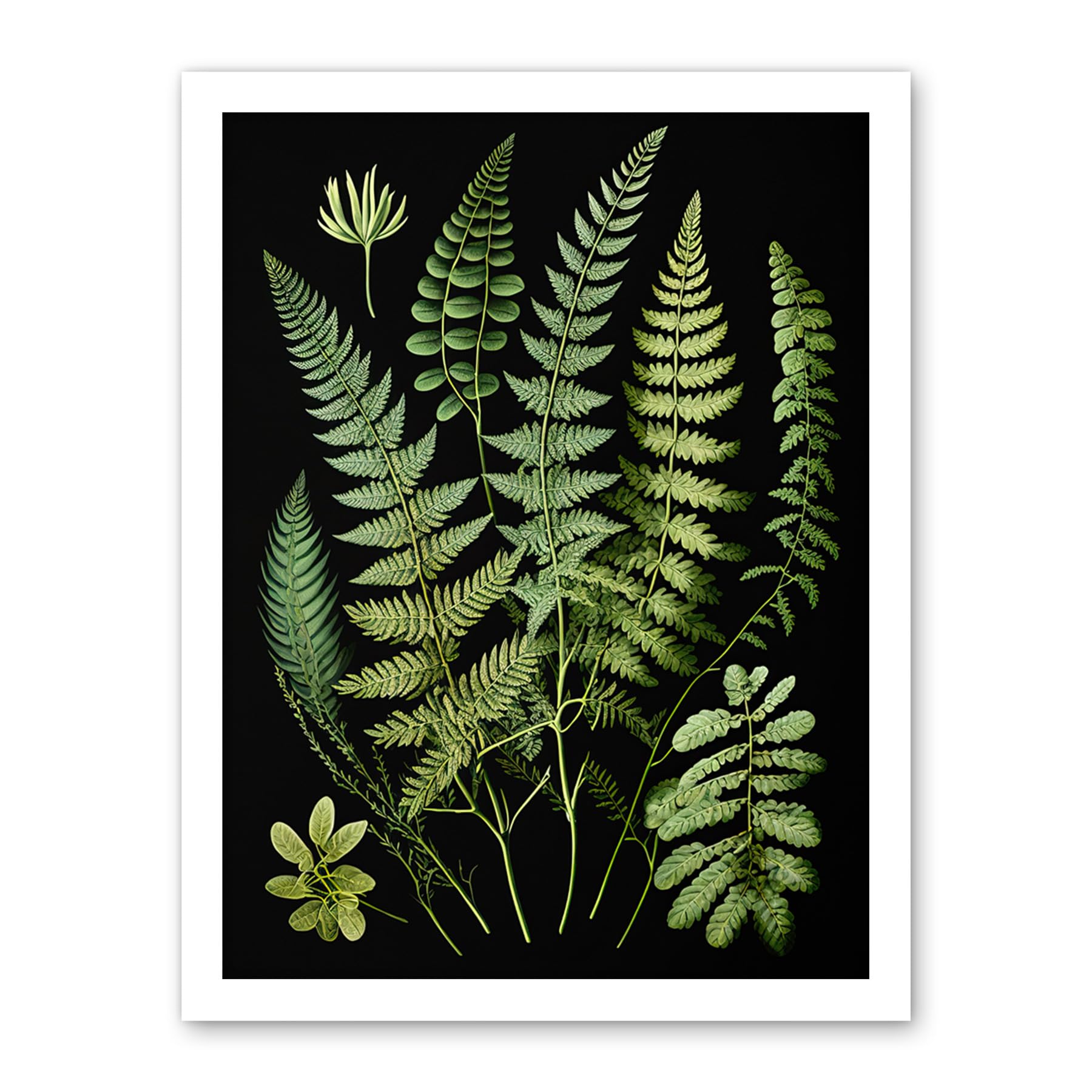 Artery8 Fern Fronds Detailed Leaves Botanical Illustration Artwork Framed Wall Art Print 18X24 Inch