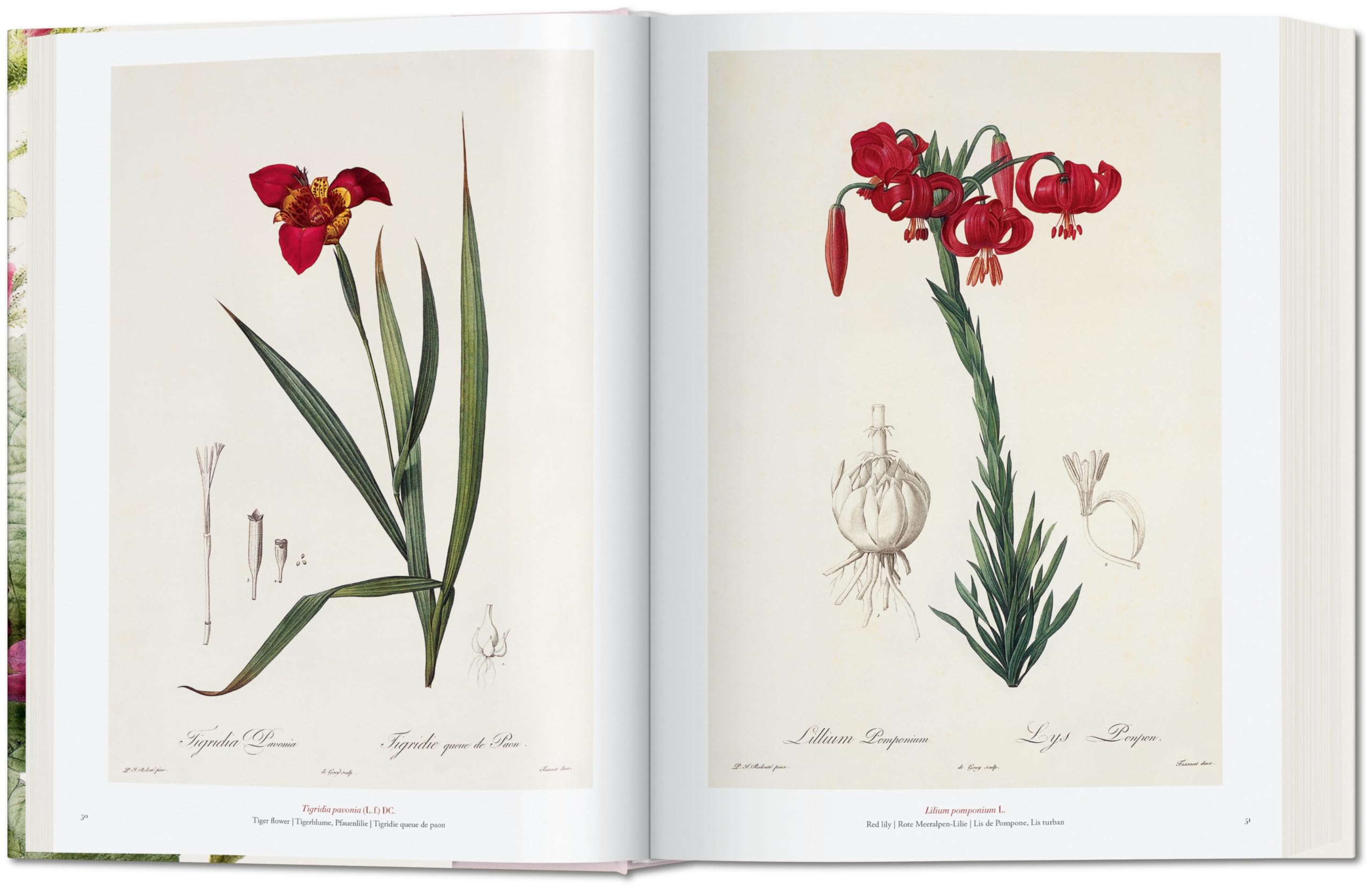Il libro dei fiori [Lingua inglese]