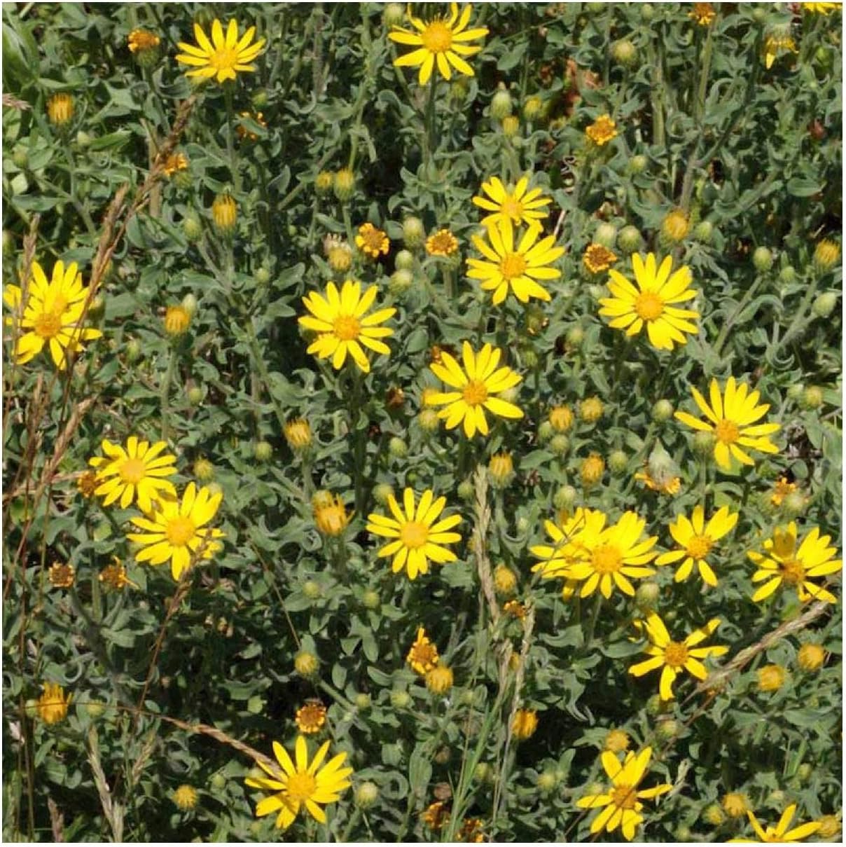Everwilde Farms - 1/4 Lb Golden Aster Native Wildflower Seeds - Gold Vault