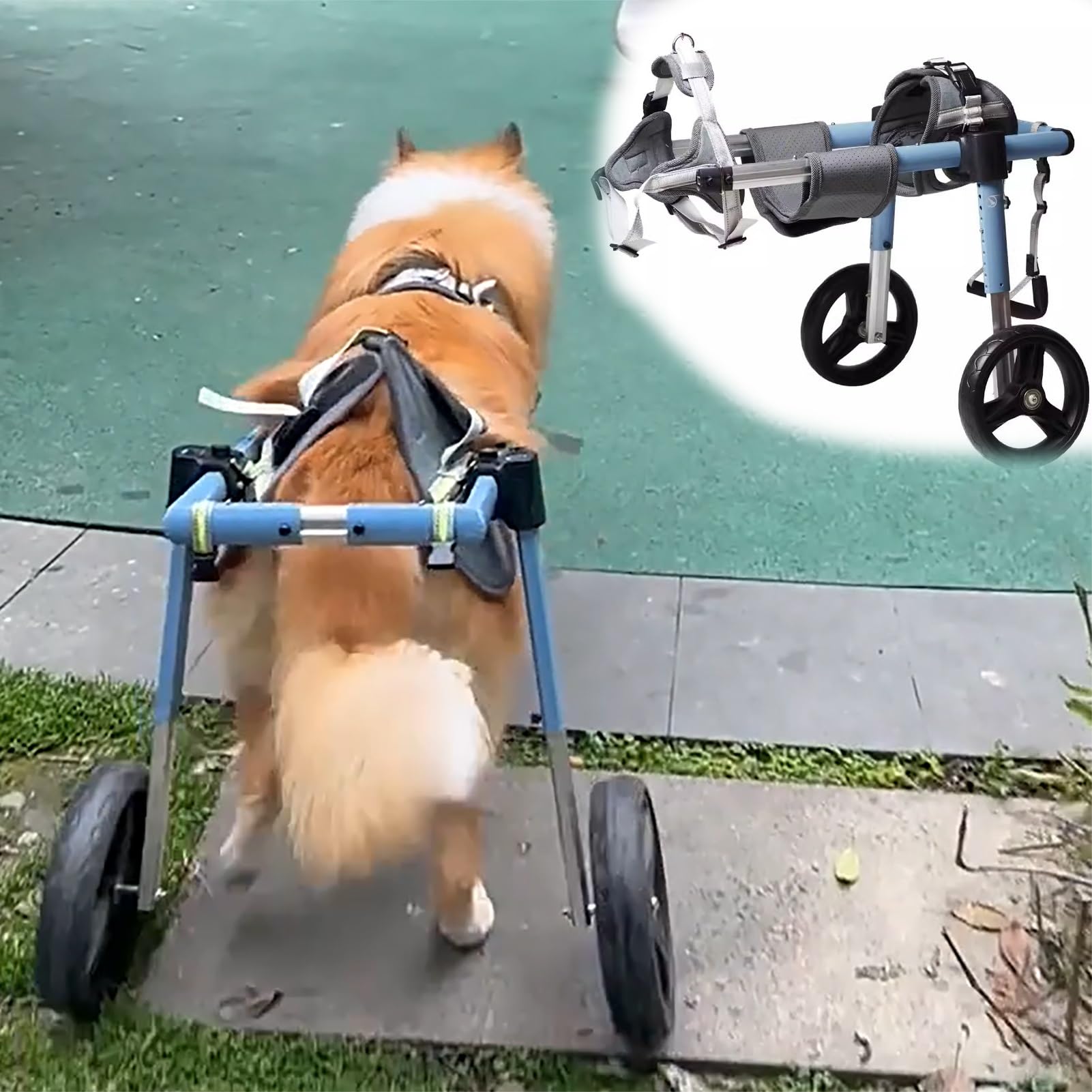 Chariot de rééducation tout-terrain pour chiens en balade en forêt