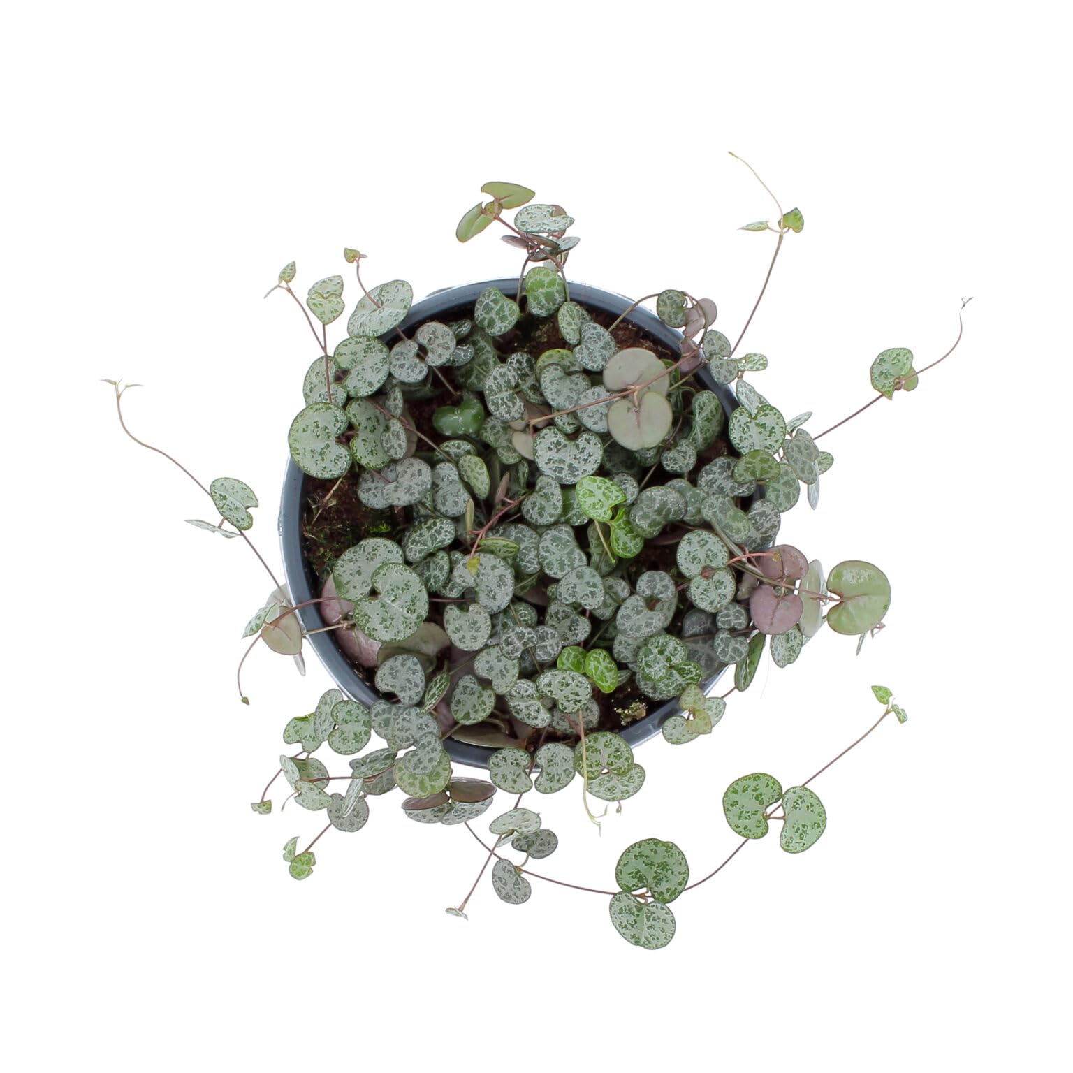 Kentis - Ceropegia Woodii - Pianta Collana di Cuori - Piante Vere da Appartamento - Pianta Succulenta Ricadente Decorativa Facile Cura - Vaso Ø 14 cm