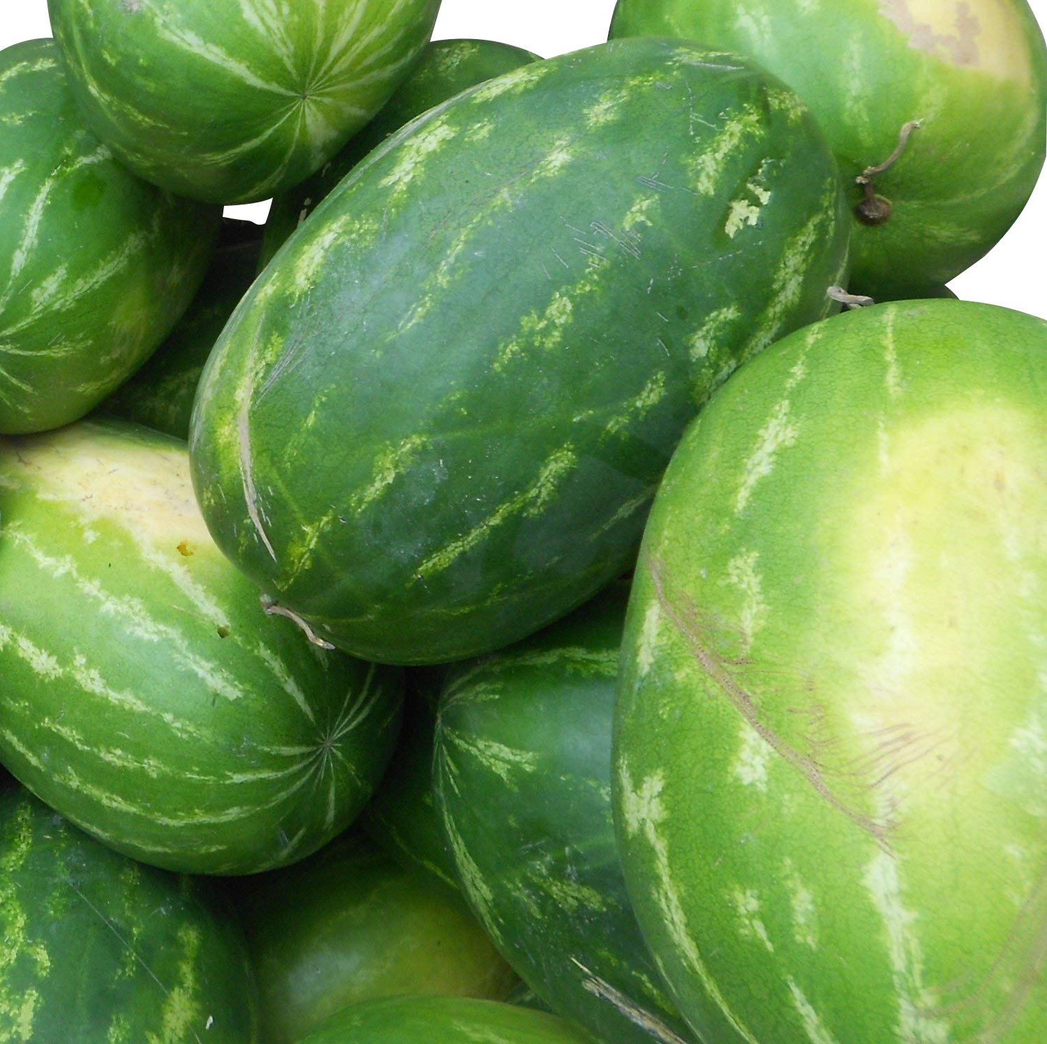 1000 Samen - Wassermelone Giant - Fruchtgewicht von 12 bis 16 kg<<<